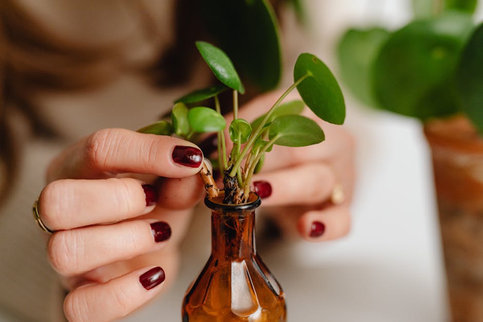 Close-up of a woman's hands holding a Pilea plant in a small brown vase, indoors.