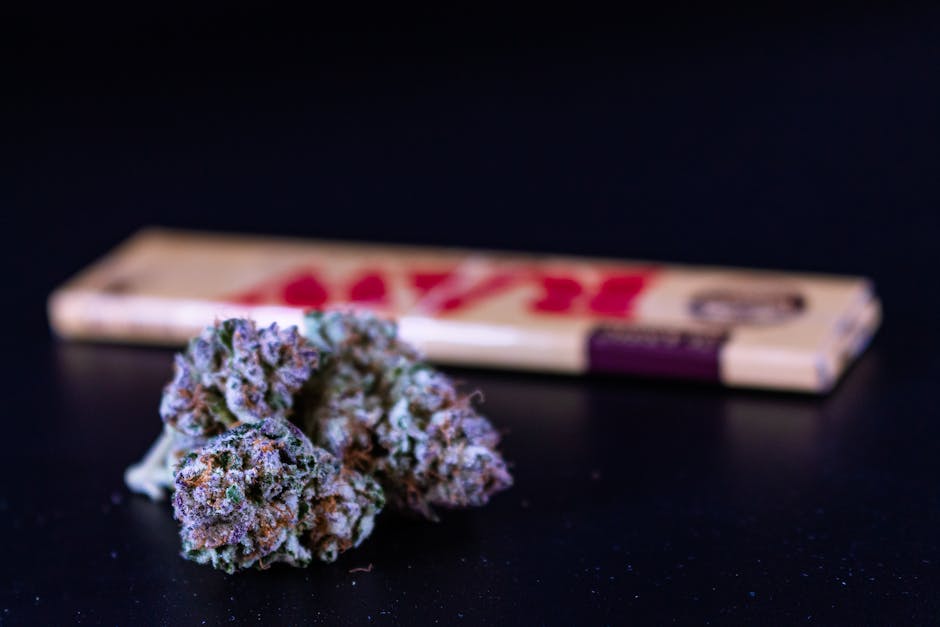 Macro shot of cannabis buds with rolling paper in the background. Herbal and medicinal concept.