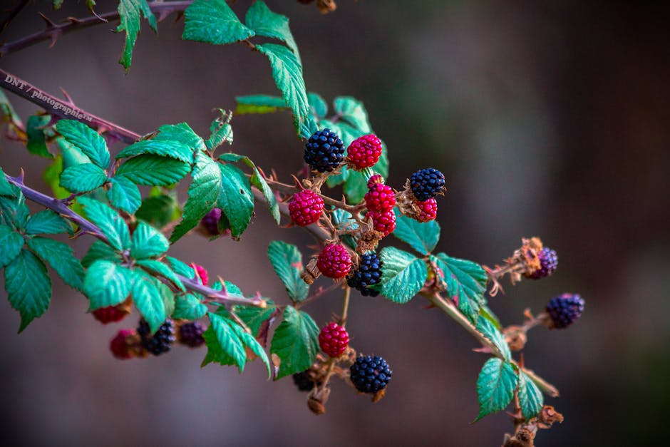 Vibrant blackberries growing on a branch in Adrar, Algeria.